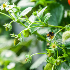 Growing red strawberries and wild strawberries in a greenhouse