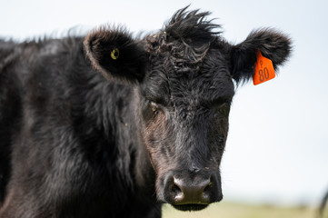 Beef cows and calfs grazing on grass in south west victoria, Australia. eating hay and silage....