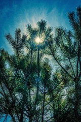 Obraz premium sunset in the forest