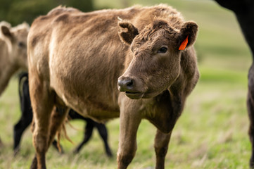 Beef cows and calfs grazing on grass in south west victoria, Australia. eating hay and silage....