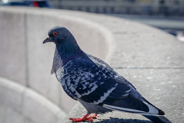 pigeon sitting on a granite parapet