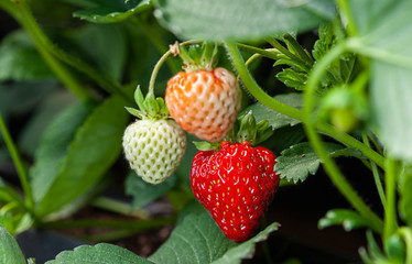Growing red strawberries and wild strawberries in a greenhouse