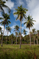 Fototapeta na wymiar Palm grove on a tropical island. Ko Ngai, Krabi province.