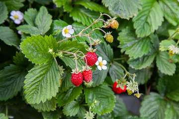 Growing red strawberries and wild strawberries in a greenhouse