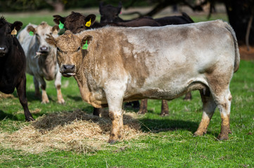 Beef cows and calfs grazing on grass in south west victoria, Australia. eating hay and silage....