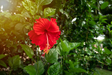 Red hibiscus flower with blurred green leaf background.