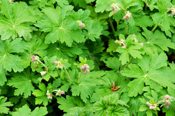 Zierpflanze Akelei - Aquilegia vulgaris