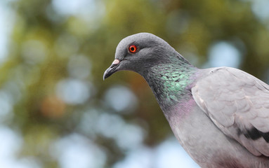 Beautiful pigeon looking for hunting the insect.