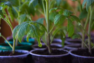The cultivation of seedlings of tomatoes. Green tomatoes leaves, close up. Growing tomato. Tomato seedlings in plastic cups. Home production of food concept. Quarantine hobby. Gardening concept.