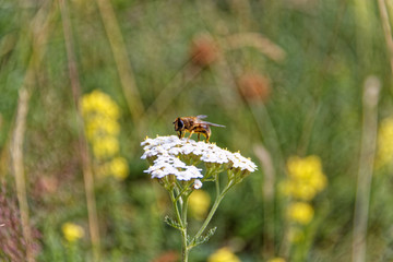 bee on a flower
