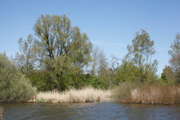Lake with trees in spring, Germany, Europe