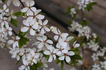 white flowers on a white Apple tree
