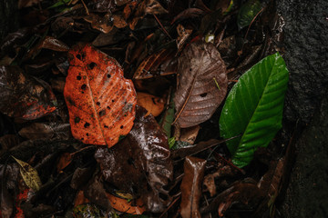 red and green leaf
