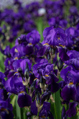 A field of dark blue iris flowers (iridaceae) with blurry blue background