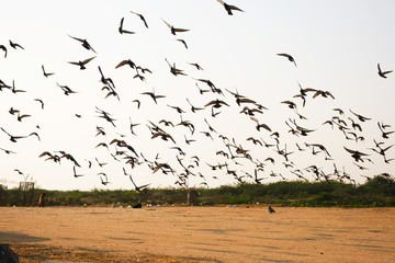 Domestic pigeons / feral pigeon (Gujarat - India) flock in flight against blue Sky, Flying and Eating Pigeon/ Birds