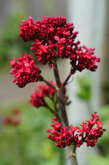Fototapeta premium Red flowers of a Valerian shrub (Valeriana officinalis) with soft focus natural background