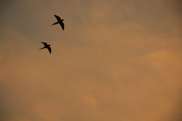 Domestic pigeons / feral pigeon (Gujarat - India) flock in flight against blue Sky, Flying and Eating Pigeon/ Birds
