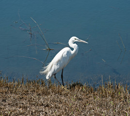 Little egret stood on bank by water of river