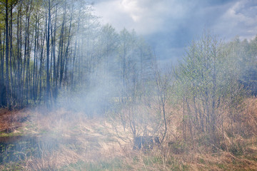 Las nad stawem spowity dymem z ogniska z burzowym niebem. - obrazy, fototapety, plakaty