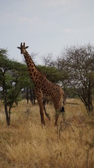 giraffe walking in the savannah