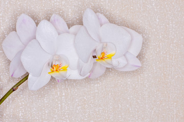 Inflorescence of a white orchid on a yellow background