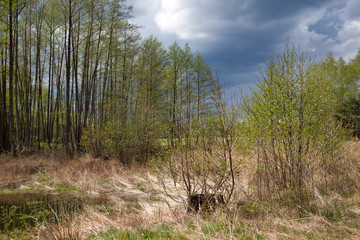 Las nad stawem z burzowym niebem.