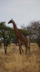 giraffe in the savannah