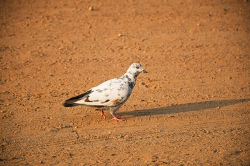Domestic pigeons / feral pigeon (Gujarat - India) flock in flight against blue Sky, Flying and Eating Pigeon/ Birds