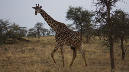 giraffe in africa