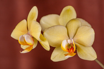 Inflorescence of a yellow orchid on a brown background
