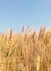 field of wheat