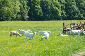 Fototapeta na wymiar A group of goats on a green pasture on a sunny day