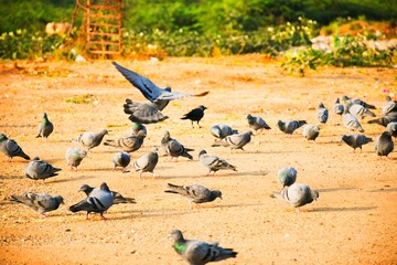 Fototapeta premium Domestic pigeons / feral pigeon (Gujarat - India) flock in flight against blue Sky, Flying and Eating Pigeon/ Birds