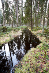 river in the woods