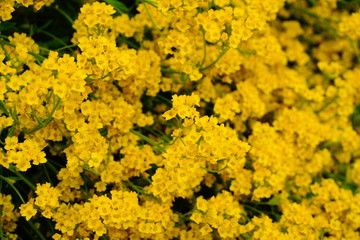 Smagliczka skalna wiosenne żółte kwiaty na skalniak  - obrazy, fototapety, plakaty