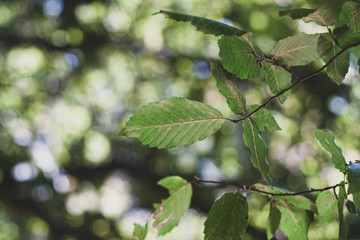 Fototapeta na wymiar Texture of hornbeam leaves
