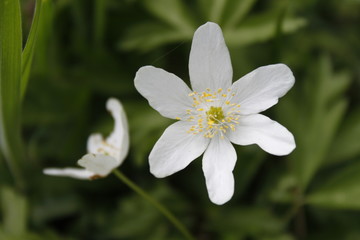Biały,kwiat,wiosna.