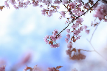 Spring floral background with cherry blossom