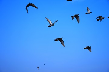 Domestic pigeons / feral pigeon (Gujarat - India) flock in flight against blue Sky, Flying and Eating Pigeon/ Birds