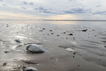 The harsh White sea. Cold summer day on Yagry island, Severodvinsk
