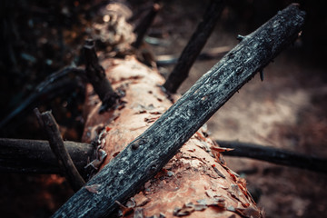 Old felled tree with knots
