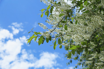 Bird-cherry tree aganst blue sky