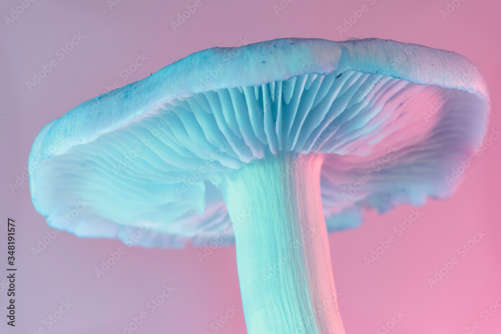 Poster bunch mushrooms plant color light. beautiful plant minimal in neon light. minimalism retro style con