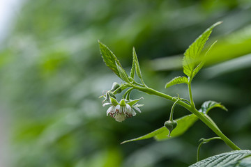 Greenhouse with young raspberry bushes