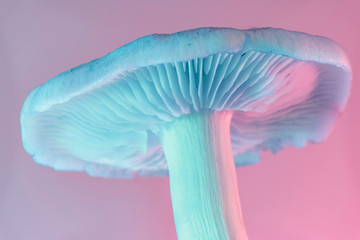 Bunch mushrooms plant color light. Beautiful plant minimal in neon light. Minimalism retro style...