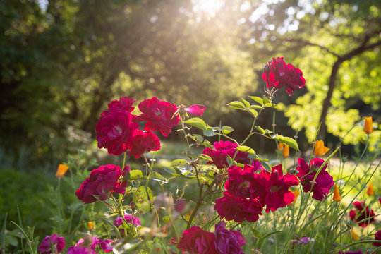 garden roses