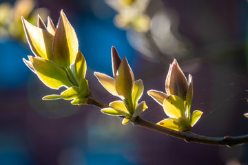 Swollen buds, first shoots, leaves and flowers in city parks and squares during the spring awakening.