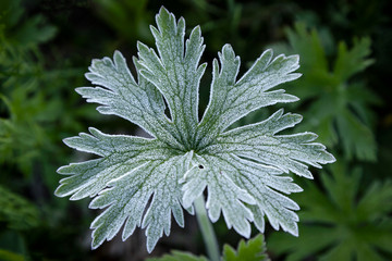 Branch of frosted parsley. Autumn. First frost in the garden in the morning. Shallow depth of field.