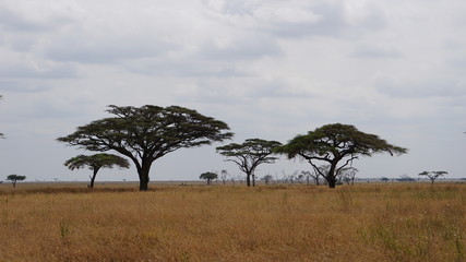acacia tree in serengeti national park tanzania