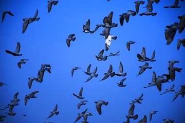 Domestic pigeons / feral pigeon (Gujarat - India) flock in flight against blue Sky, Flying and Eating Pigeon/ Birds